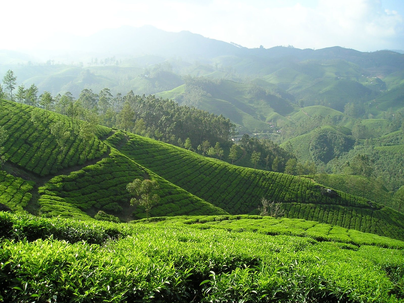 tea plantations- hill country- sri lanka