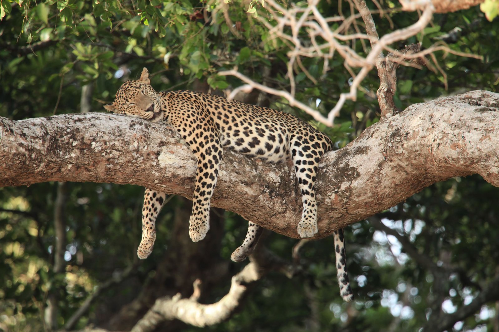 Wild Life Safari in Sri Lanka